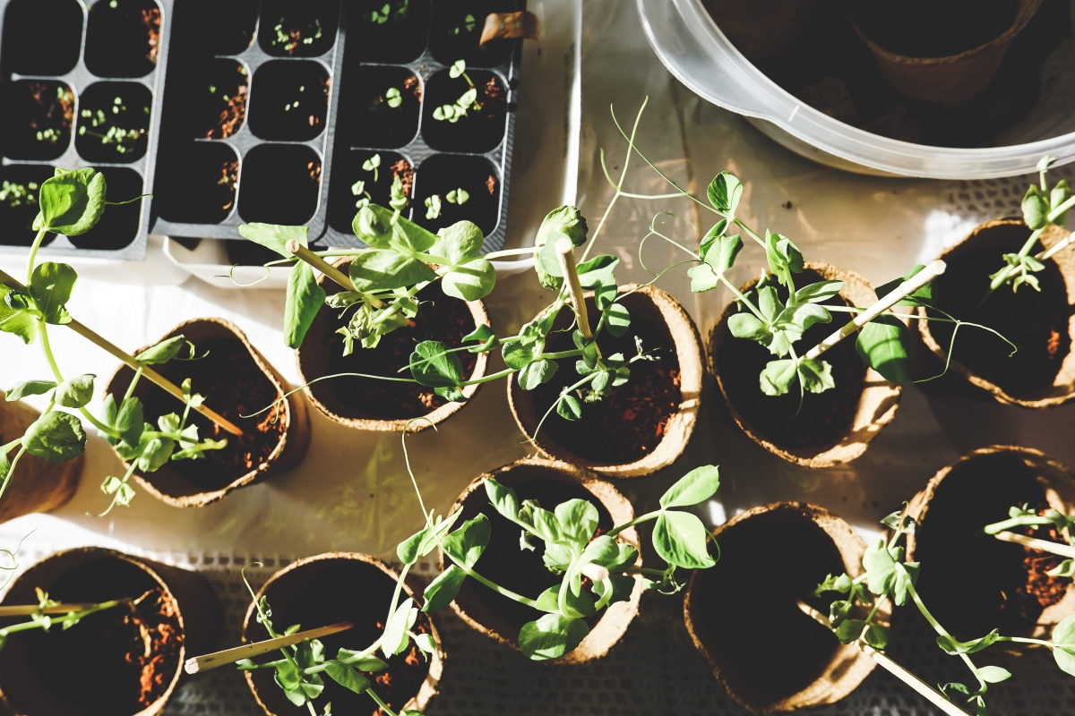 Home&Garden_Plants-seeds-propagation